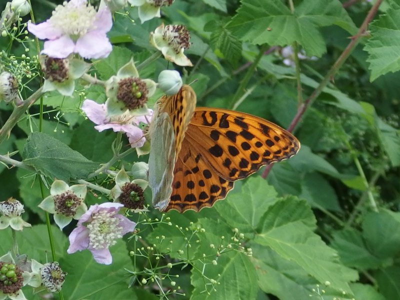 Insectenwerkgroep