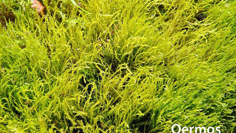 Microscopie avond Mossen en Plantenwerkgroep