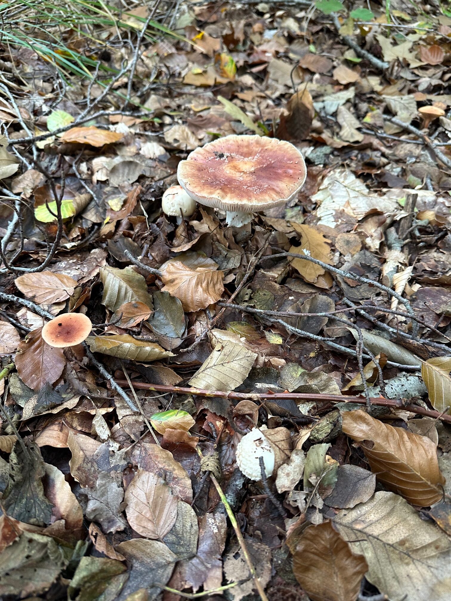 Paddenstoelen Werkgroep