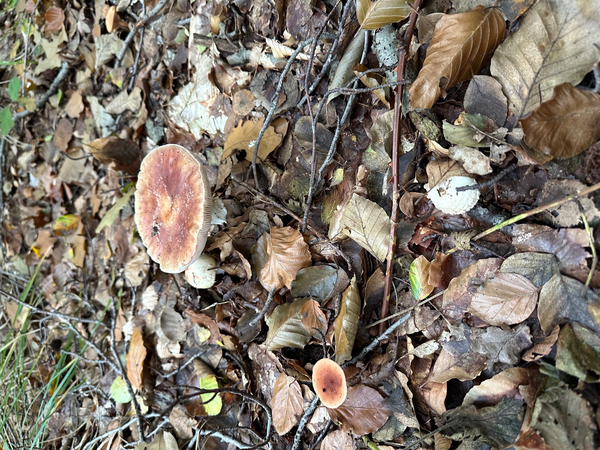 Paddenstoelen Werkgroep