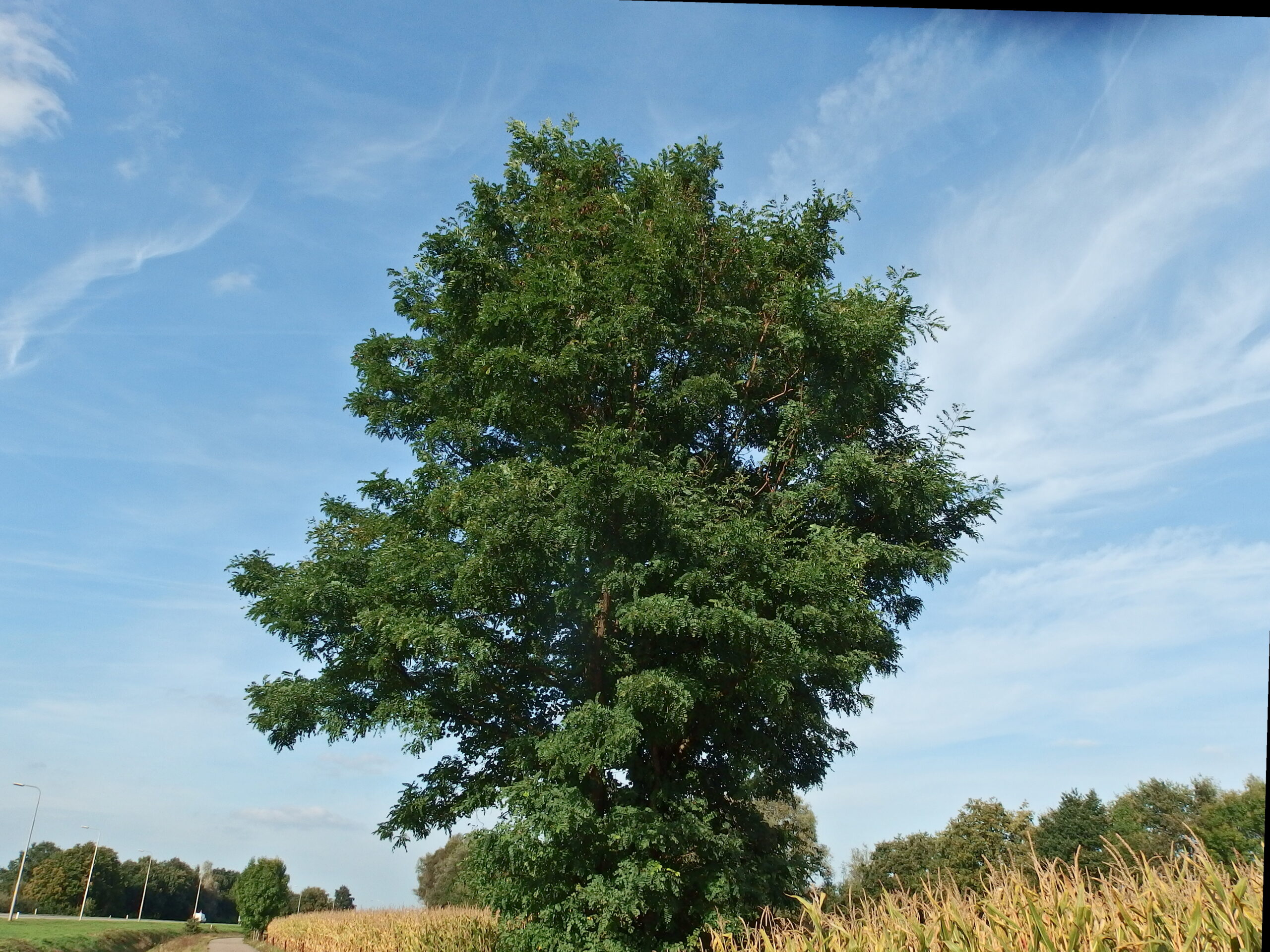 Lezing: Bomen in Breda