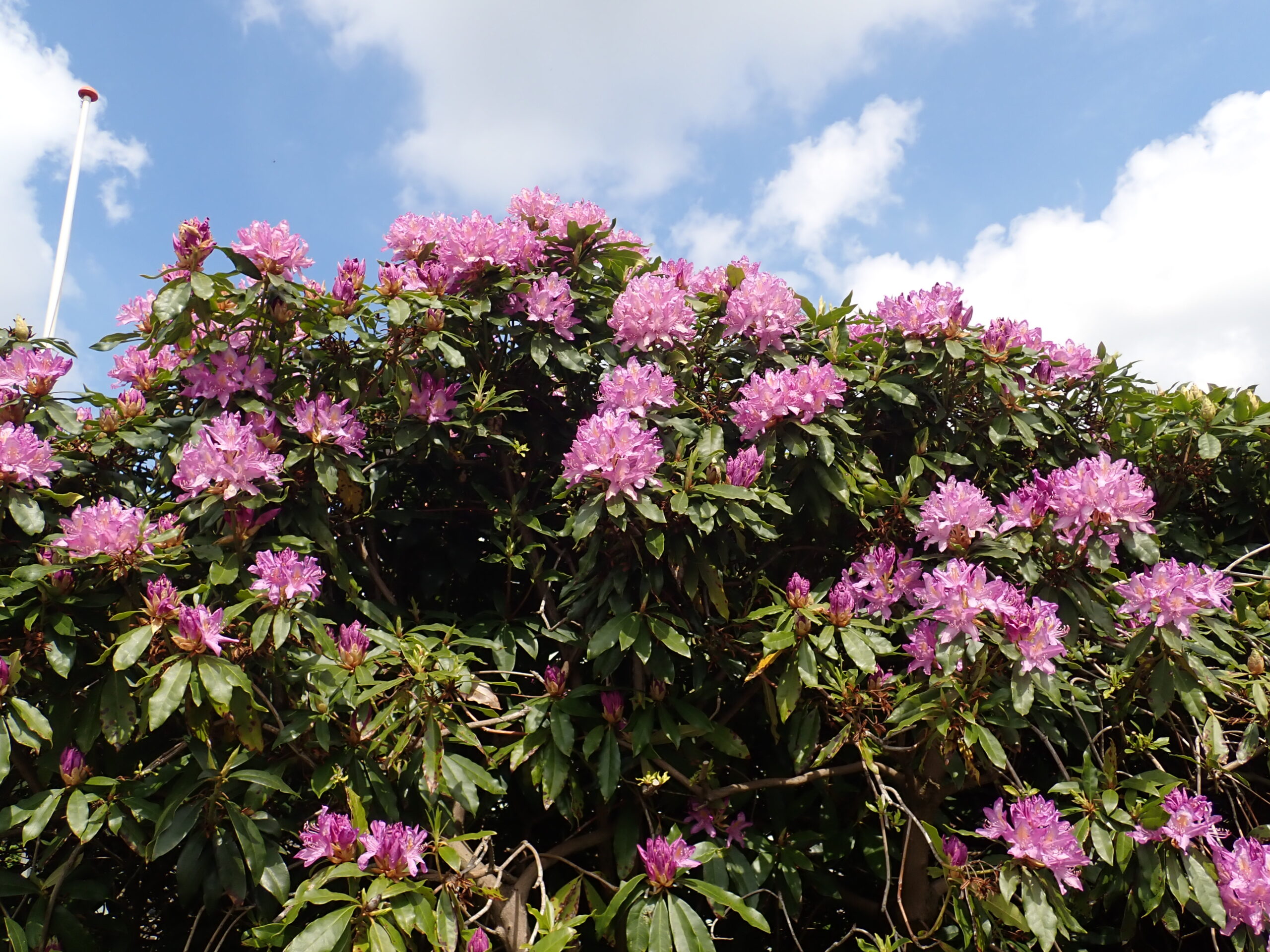 Boom Struik Van De Week Rododendron Nieuws Knnv Afdeling Breda