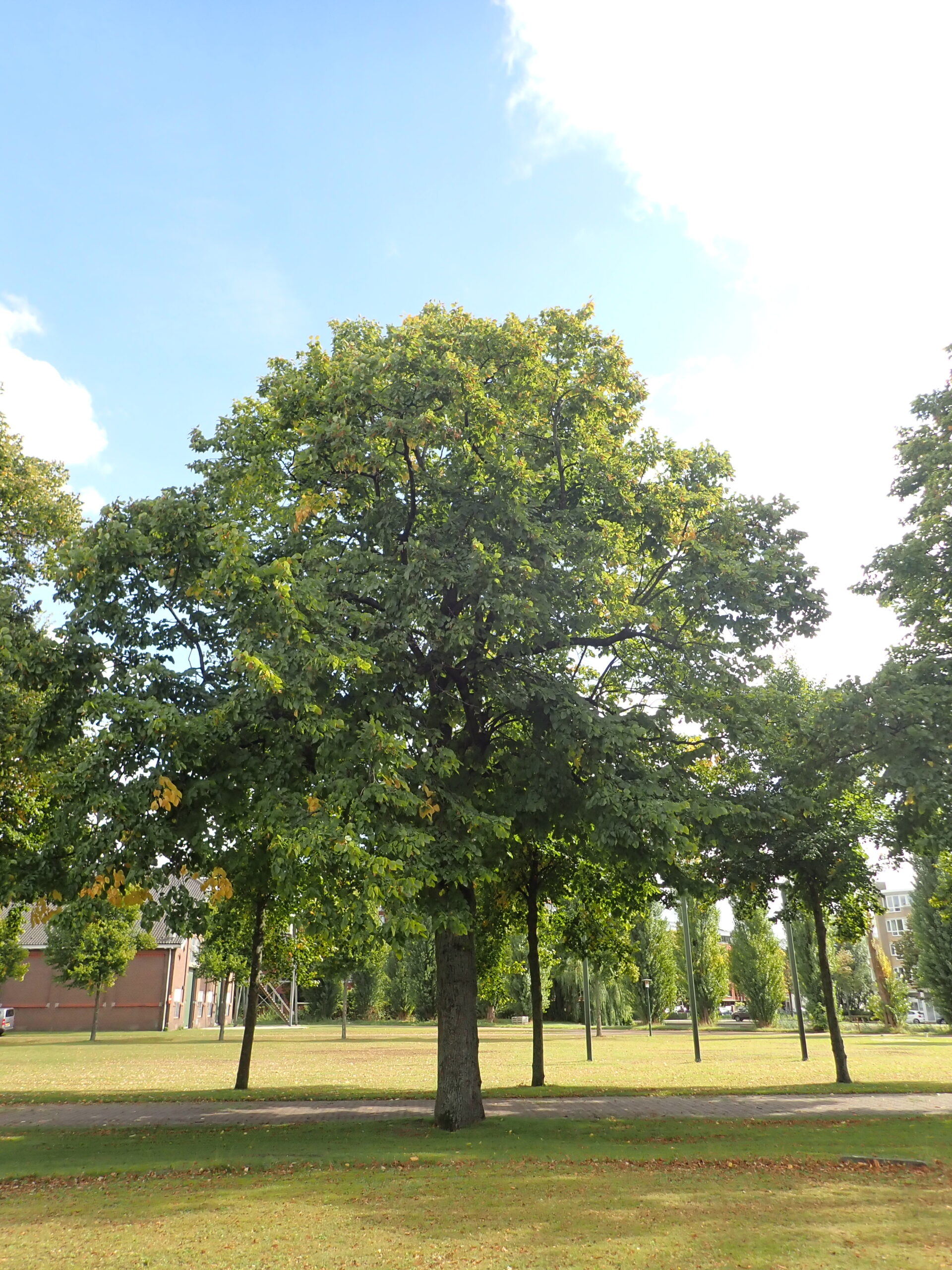 Lezing Bomen in Breda
