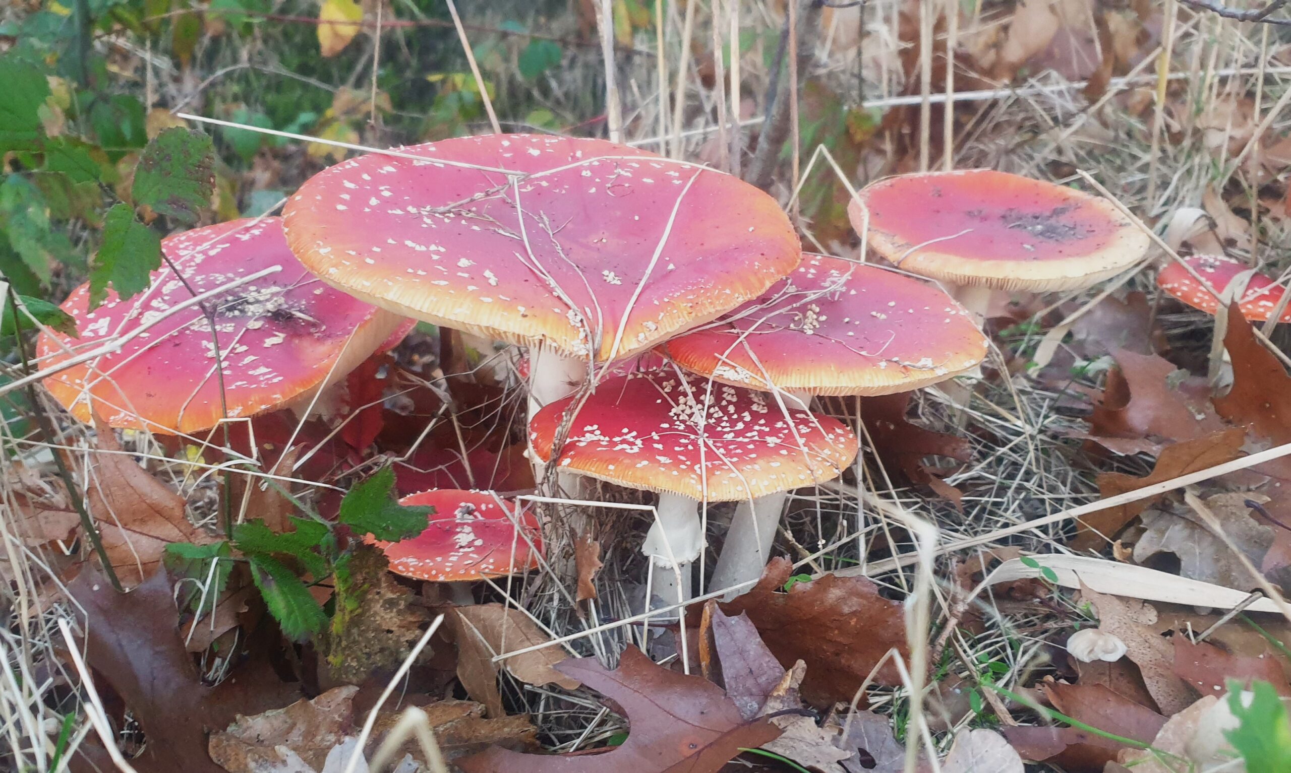 Paddenstoelen werkgroep