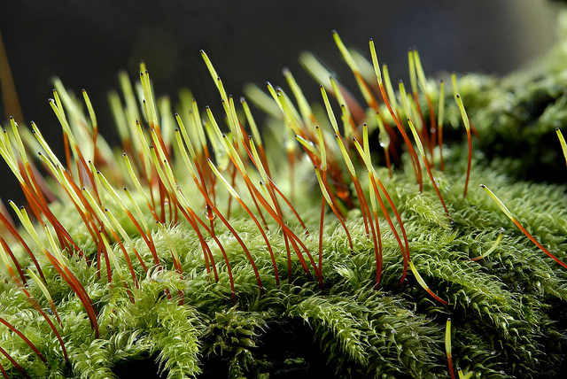 Microscopie avond Mossen en Plantenwerkgroep
